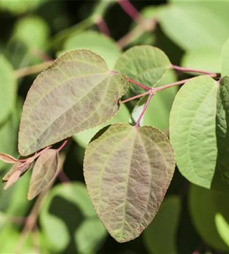 Cercis canadensis