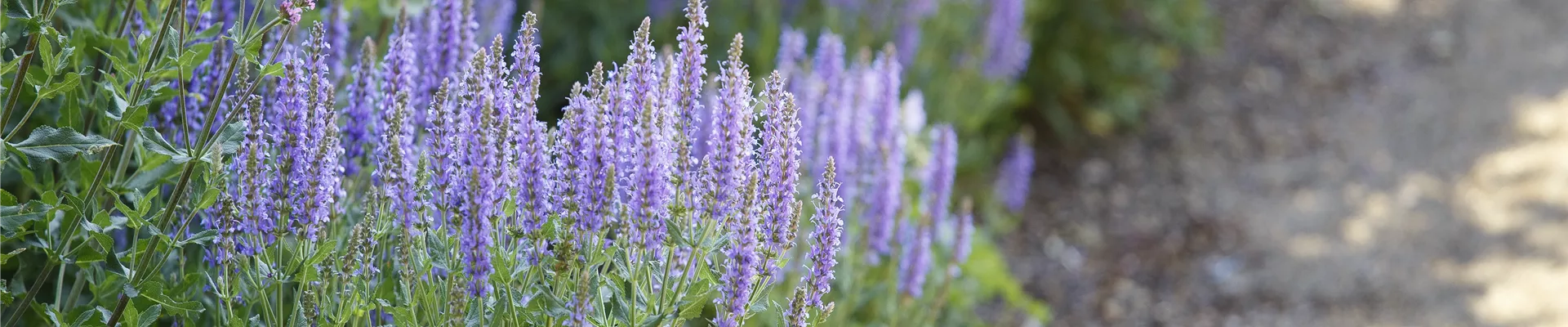 Salvia nemorosa 'Amethyst'