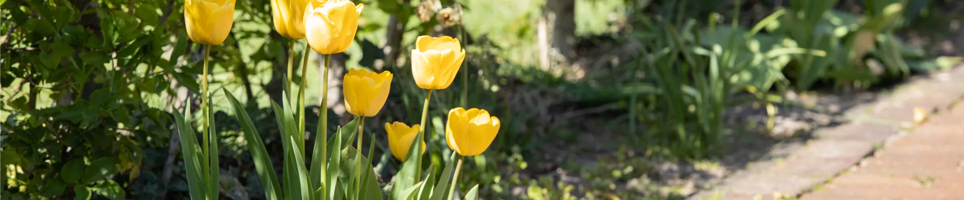 Tulpen im Beet 