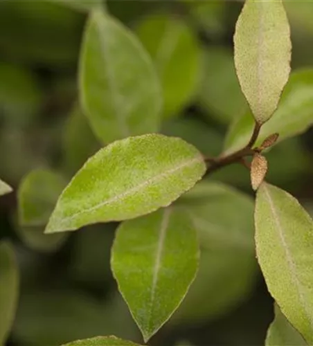 Elaeagnus x ebbingei