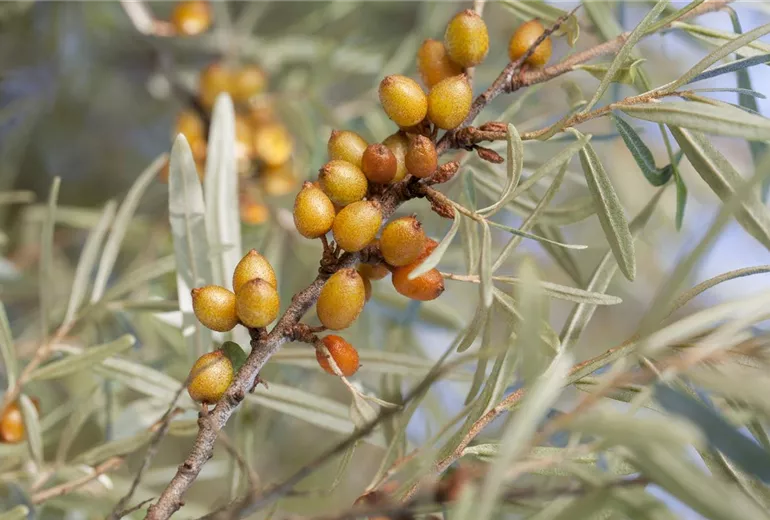 Hippophae rhamnoides 'Leikora'