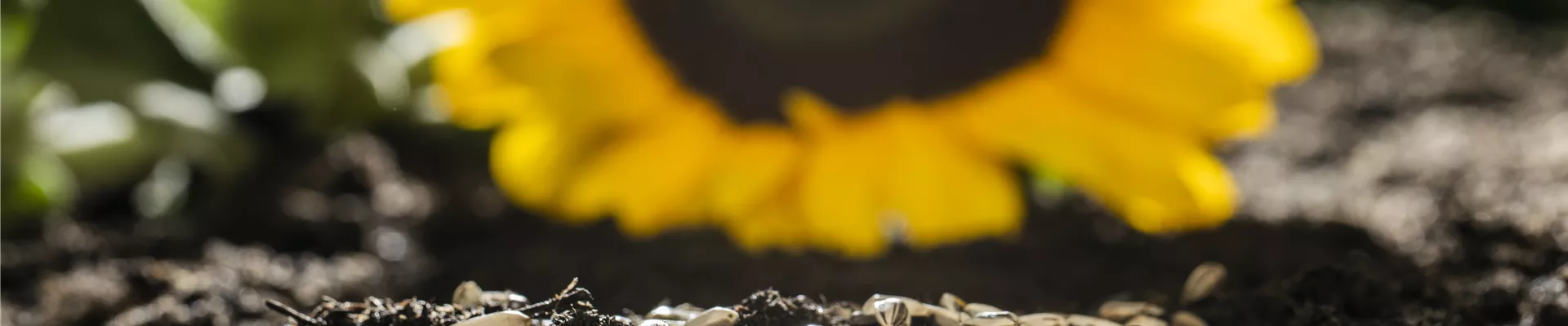 Sonnenblumensamen auf Erde