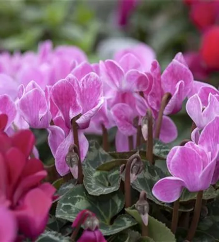 Cyclamen persicum