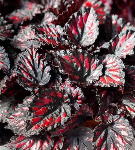 Begonia rex
