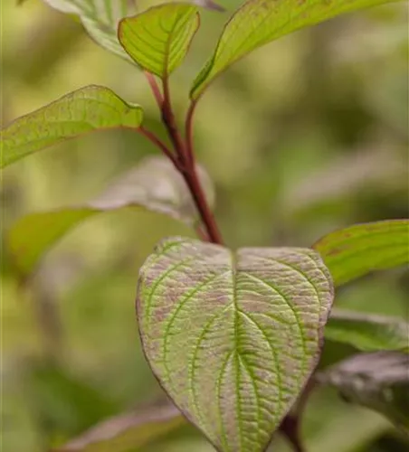 Cornus alba