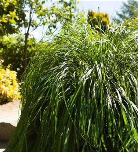 Pennisetum alopecuroides