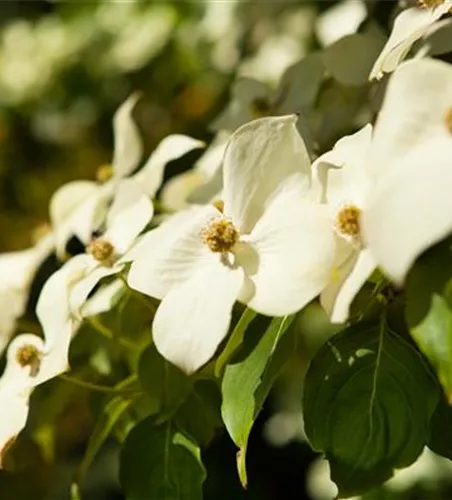 Cornus kousa chinensis