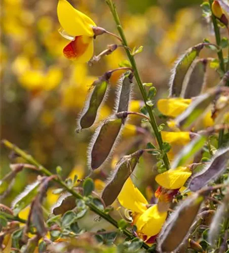 Cytisus scoparius