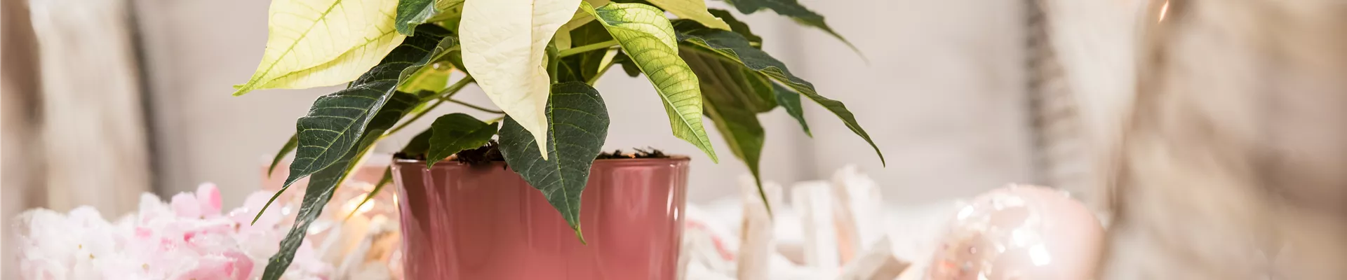 Euphorbia pulcherrima, weiß