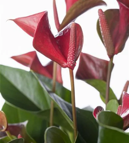 Anthurium x andreanum