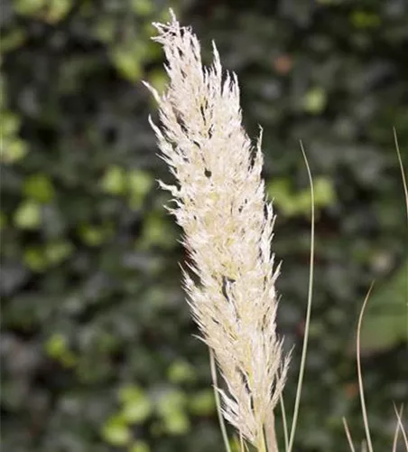 Cortaderia selloana