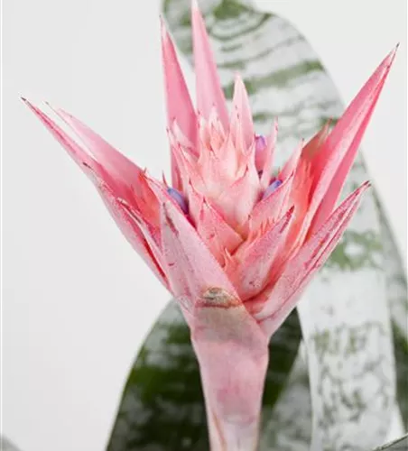 Aechmea fasciata