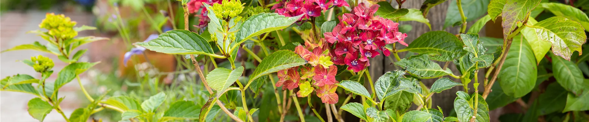 Hortensie im Pflanzkübel 