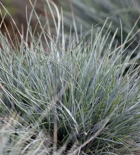 Festuca cinerea