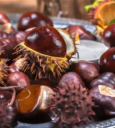 Aesculus hippocastanum