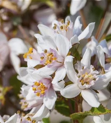 Deutzia x hybrida