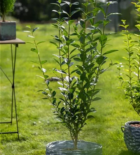 Ovalblättriger Liguster - Hecke Ovalblättriger Liguster - Hecke