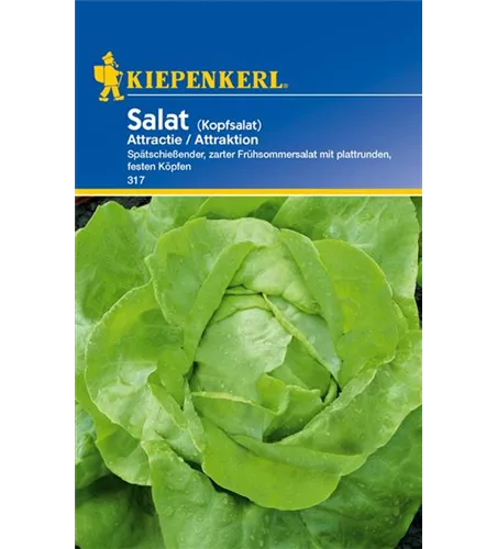Kopfsalat 'Attraktion'