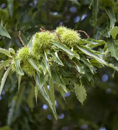 Castanea sativa