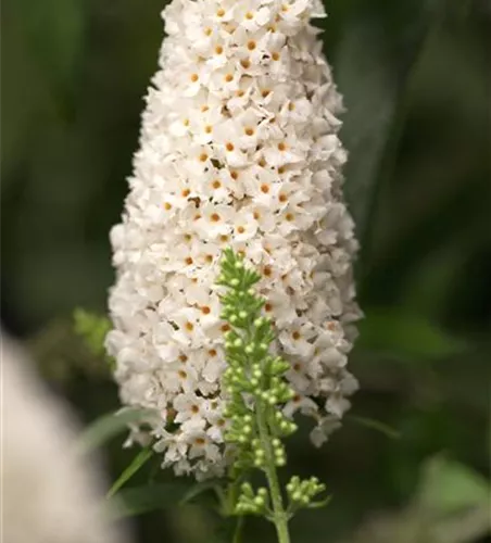 Buddleja davidii