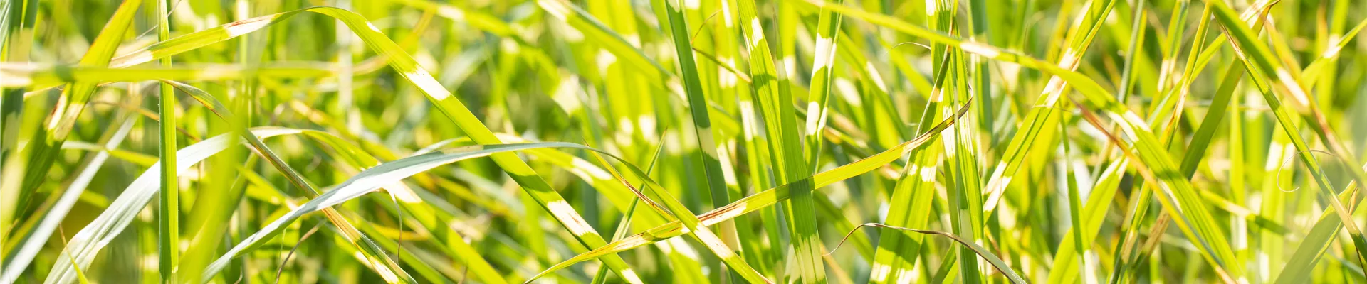 Miscanthus sinensis 'Zebrinus'
