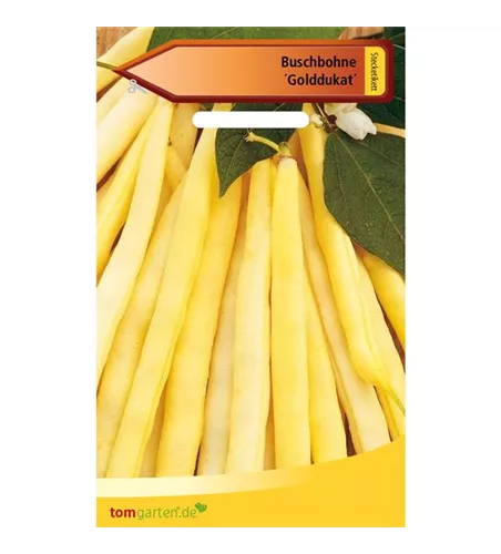 Wachs-Busch-Bohne 'Golddukat'