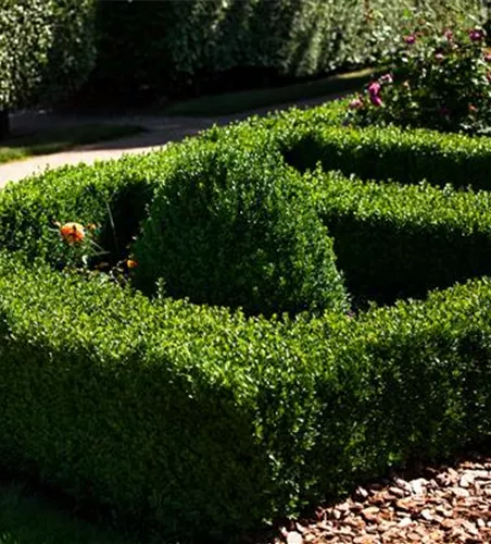 Buxus sempervirens var. arborescens