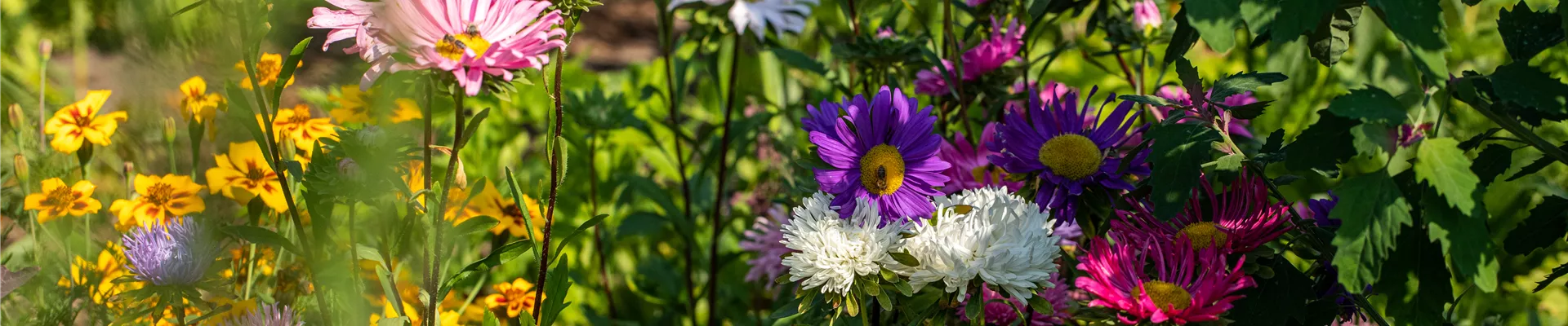Callistephus chinensis