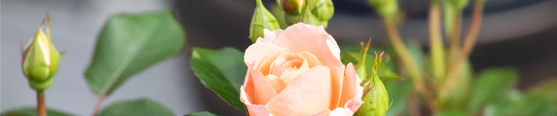 Kleinstrauchrose, lachsrosa