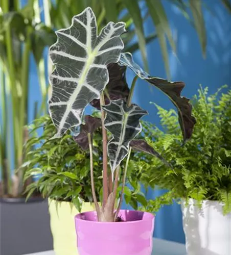 Alocasia