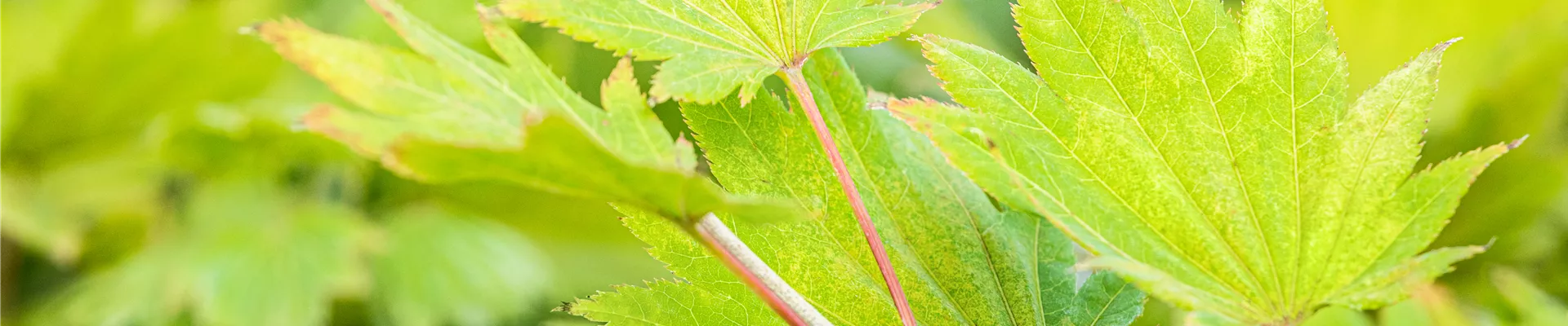 Acer shirasawanum 'Aureum'