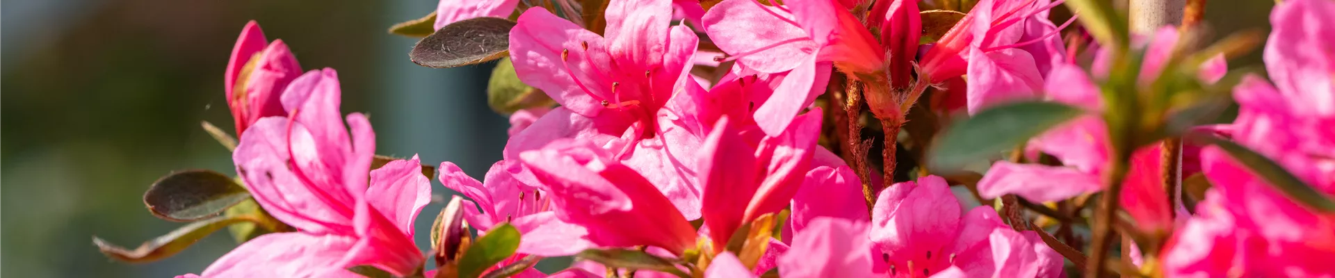 Rhododendron obtusum 'Madame Albert van Hecke'