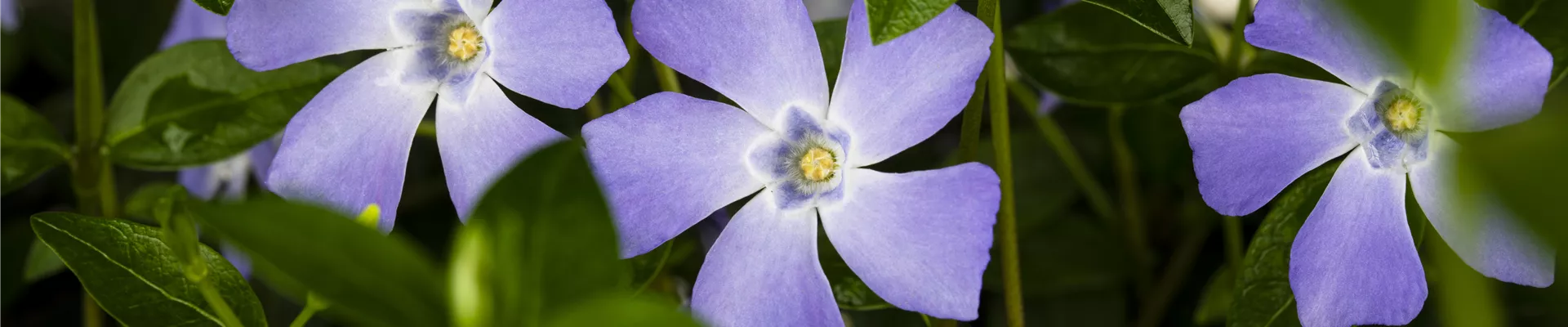 Vinca minor, blau Vinca minor, blau