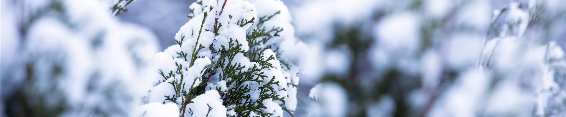 Thuja mit Schnee