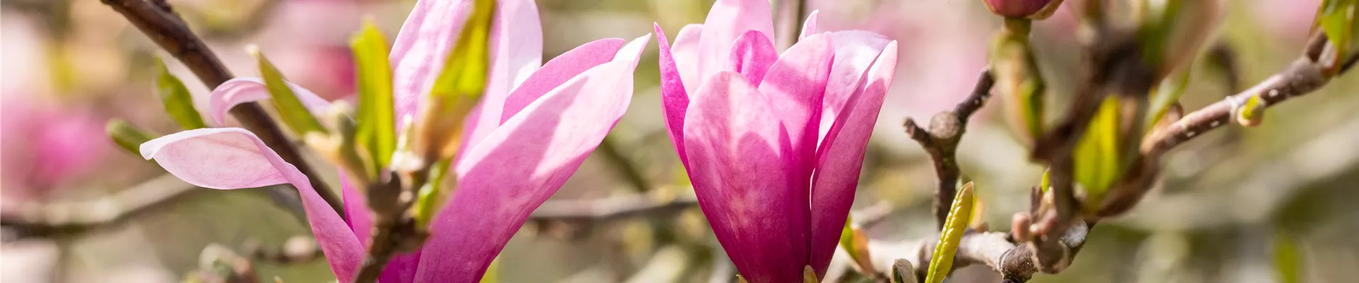 Magnolia liliiflora 'Betty' Magnolia liliiflora 'Betty'