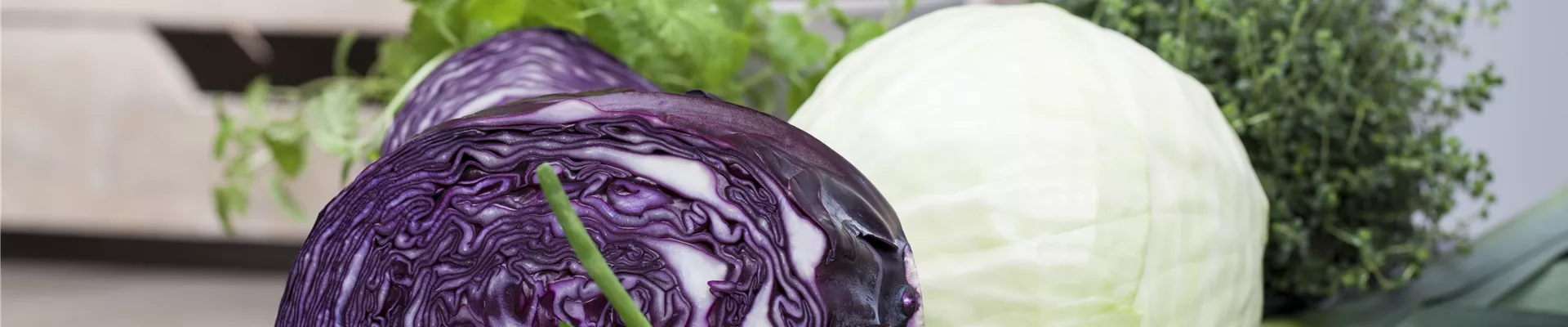 Rotkohl, Weißkohl