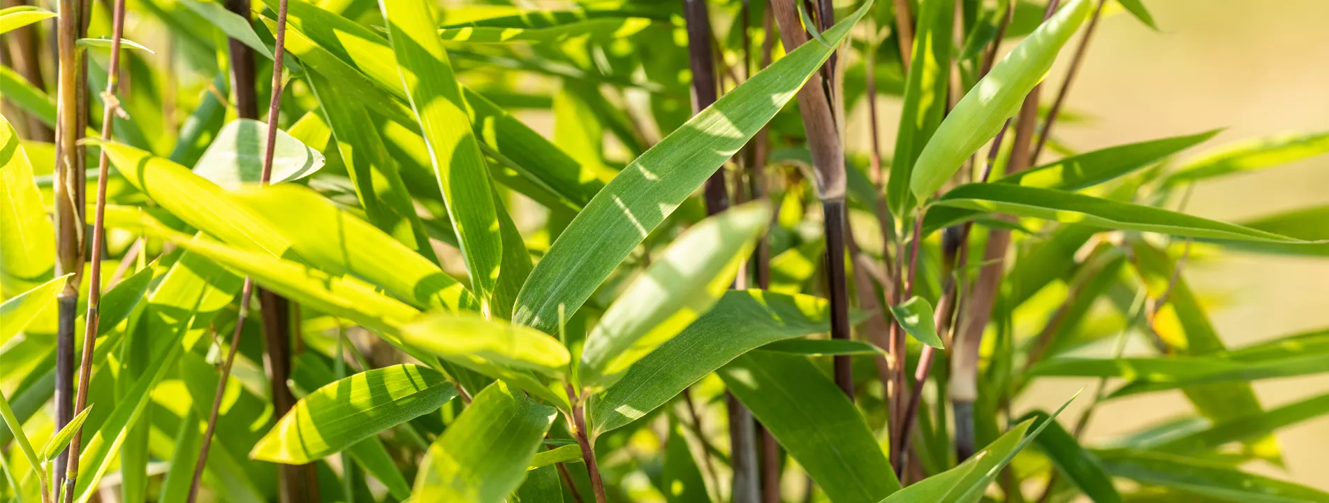 Bambus Bambus