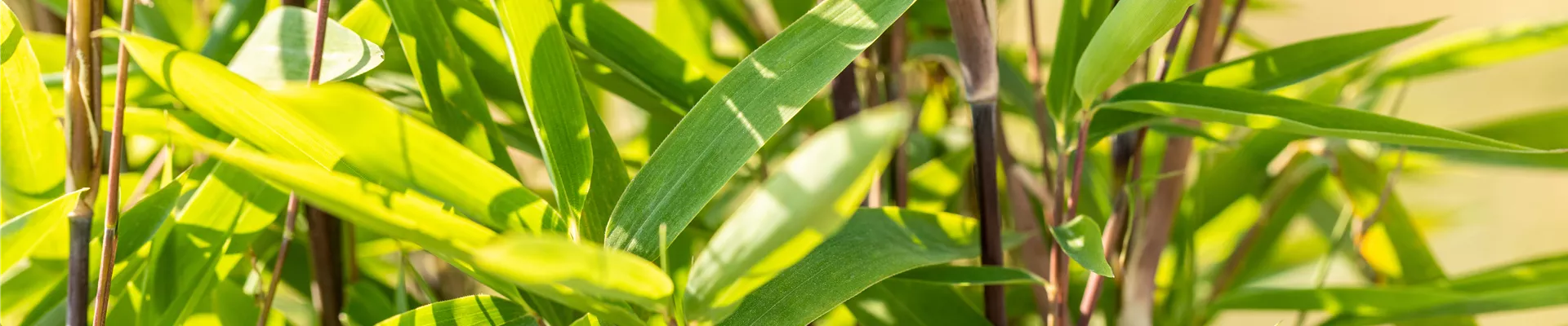 Fargesia nitida 'Black Pearl'