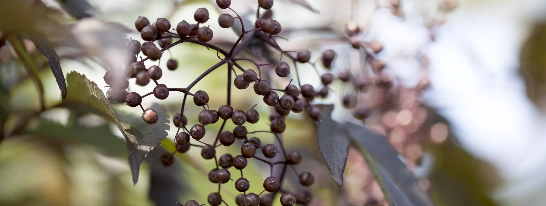Gehölze als Snack für Vögel Gehölze als Snack für Vögel