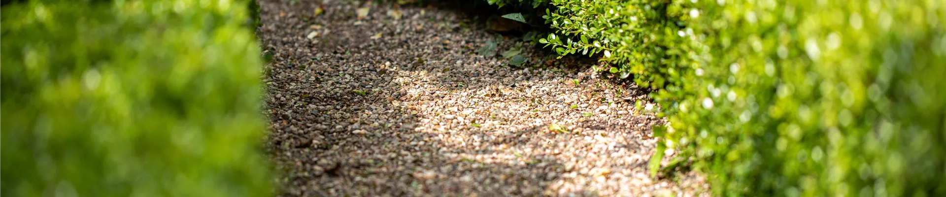 Hecke mit Weg Hecke mit Weg