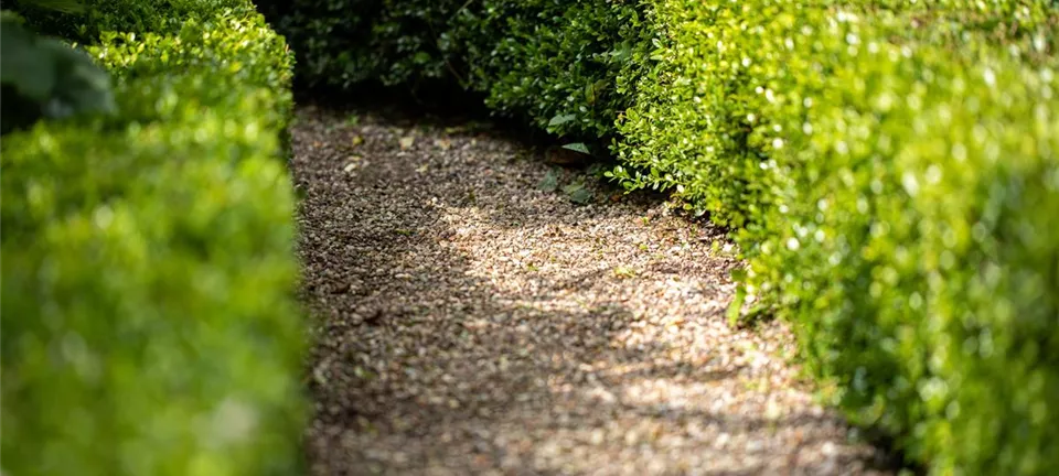 Heckenpflanzen als Sichtschutz im Garten