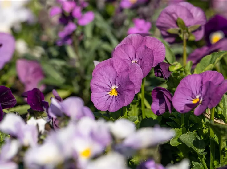 Viola cornuta, violett Viola cornuta, violett