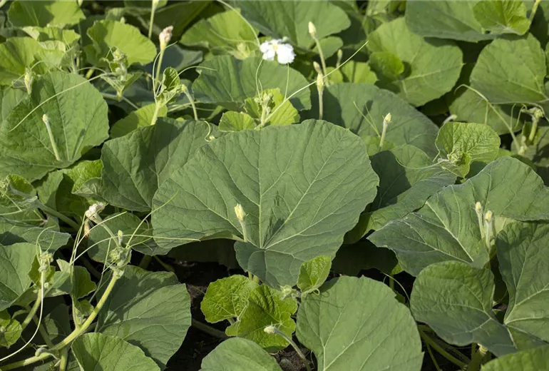 Cucurbita lagenaria