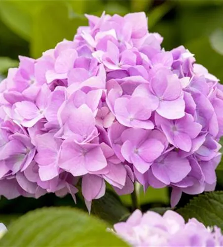 Hortensie 'Endless Summer'® Collection