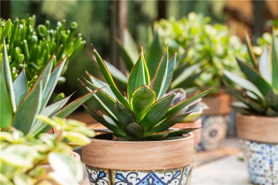 Dekorative Zimmerpflanzen bringen den Urban Jungle ins Haus - Blumen Heilig