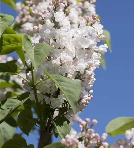 Syringa vulg.'Beauty of Moscow'