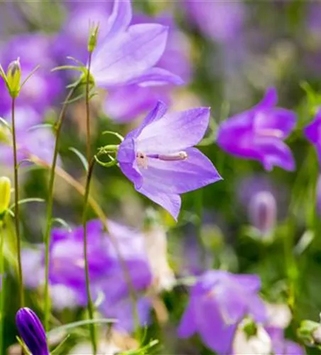 Campanula rotundifolia
