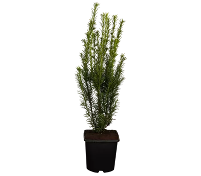 Becher-Eibe 'Groenland'