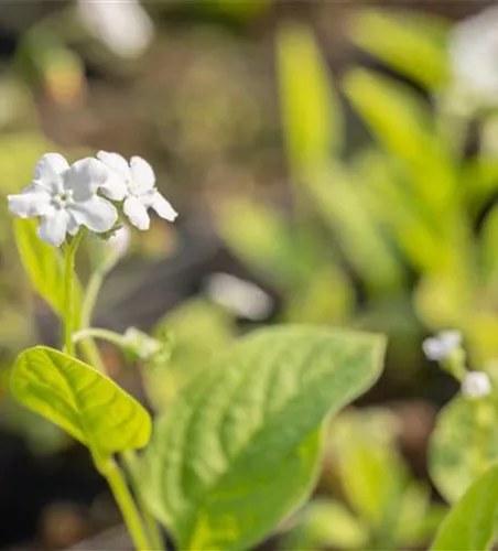 Garten-Frühlings-Gedenkemein 'Alba'
