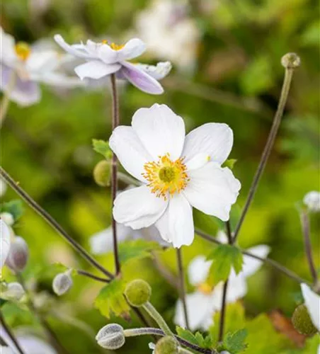 Garten-Herbst-Anemone 'Whirlwind' Garten-Herbst-Anemone 'Whirlwind'